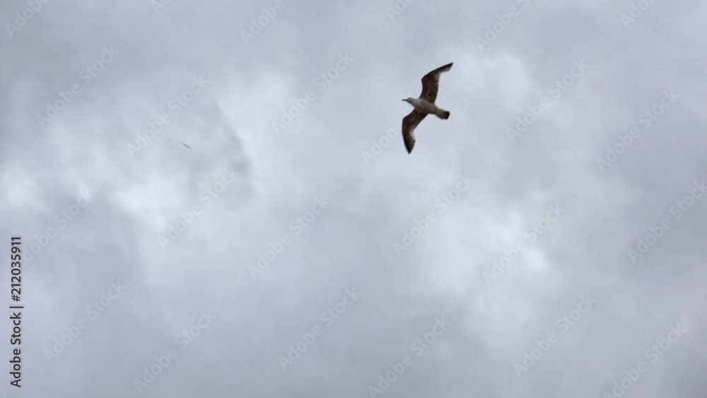 Slow Motion. View of silhouette common seagulls flying on the mediterranean see. Gull fly over the ocean. Seagull on the seashore. Bird over boundless expanse air. Free flight-Dan Slow Motion. View of silhouette common seagulls flying on the mediterranean see. Gull fly over the ocean. Seagull on the seashore. Bird over boundless expanse air. Free flight-Dan