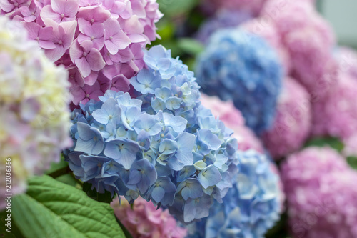 selective focus macro colorful blooming hydrangea