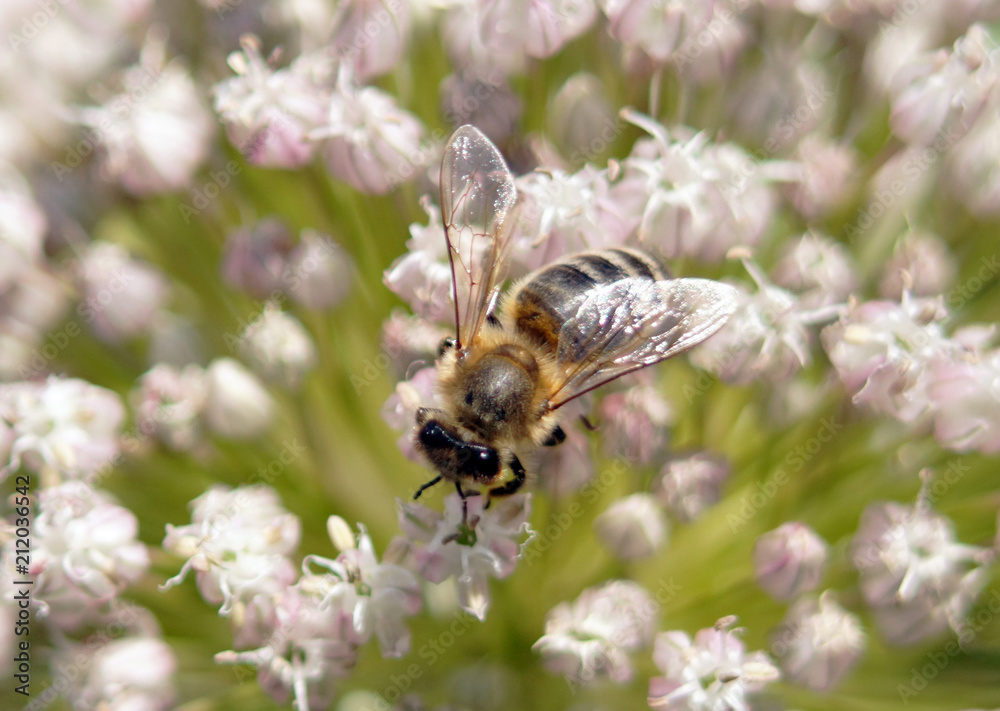 A bee collects the nectar close-up.