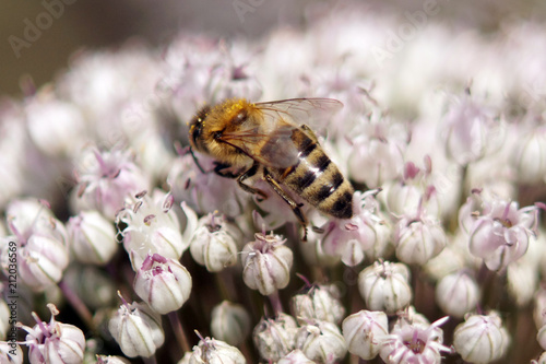 Obraz na płótnie A bee collects the nectar close-up. w salonie