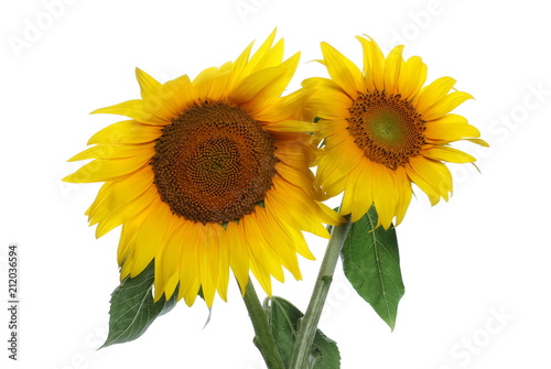 Fototapeta Naklejka Na Ścianę i Meble -  Sunflower isolated on white background