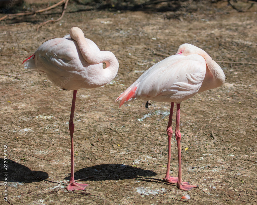 Two pink flamingos sleep on the nature Two pink flamingos sleep on the nature