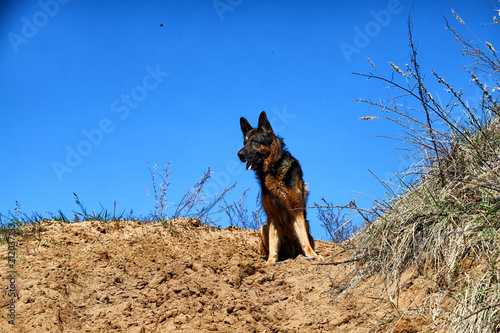 Dog German Shepherd on the sand outdoors in a spring