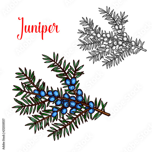 Juniper vector sketch exotic plant fruit icon