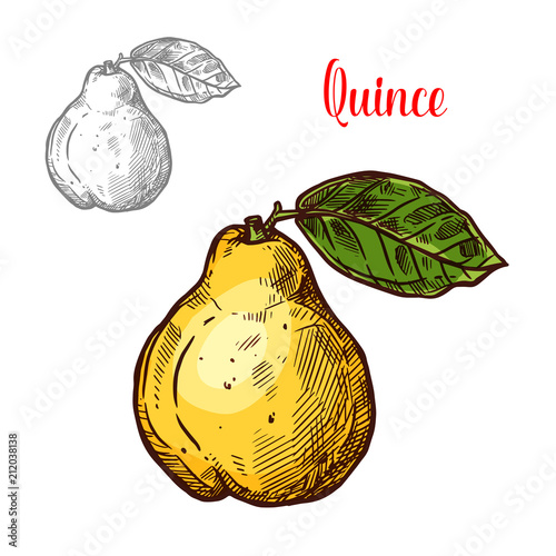 Quince vector sketch exotic fruit icon