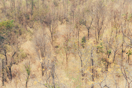 Degraded forest dry arid trees and grass. photo