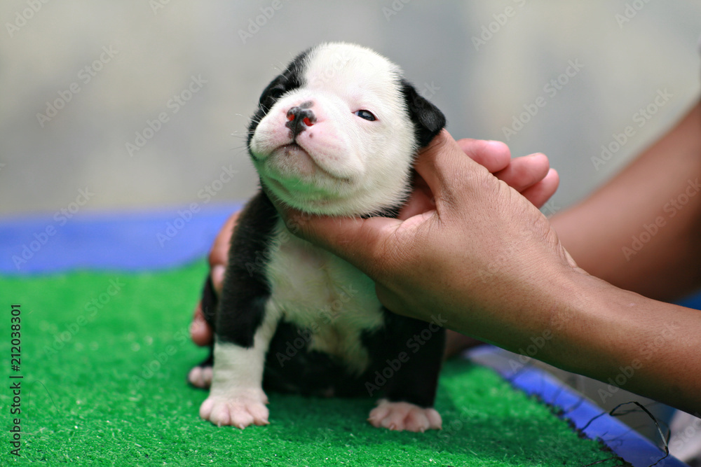 Black and white American Bully puppy 1 month standing on grass