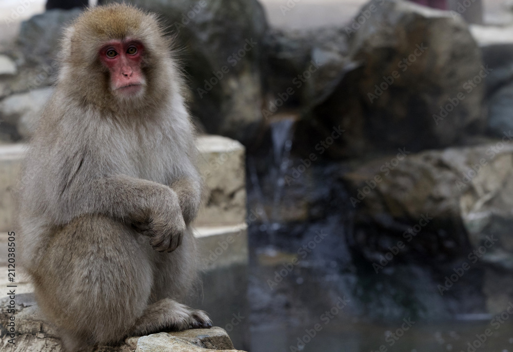 Snow monkey (Japanese Macaque) sitting alongside a hot spring, Nakano, Japan