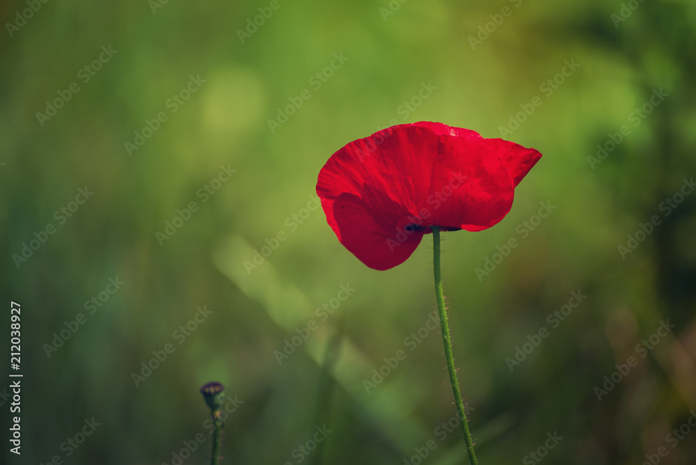 Obraz premium Red poppy flowers blooming in the green grass field, floral natural spring background, can be used as image for remembrance and reconciliation day