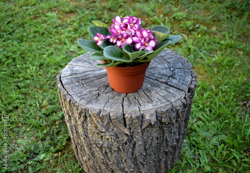 Bicolor Saintpaulia - African violet photographed outdoor on a stump