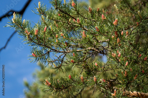 Lush fur-tree branches with a lot of young cones. Nature.