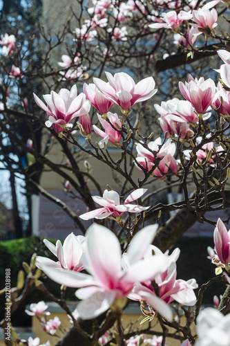 Spring floral background with magnolia flowers. photo