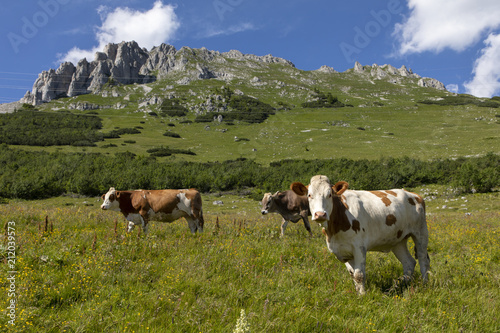 herd of cows on mountain range hochschwab in styria,austria.In the background summit mountain griemauer © Lunghammer