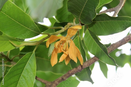 Bud and blooming Champaka flower (Also called as Michelia alba champak, Michelia champaca, Magnoliceae hybrid champaka, champak, Magnolia champaka) on the tree.It is a large evergreen tree. photo