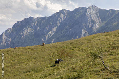 herd of cows on mountain range hochschwab in styria,austria