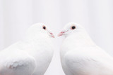 Two white loving birds pigeons - love couple concept