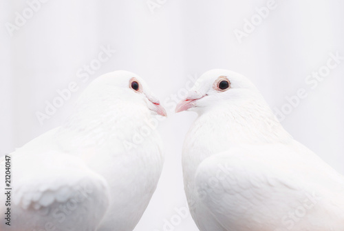 Two white loving birds pigeons - love couple concept