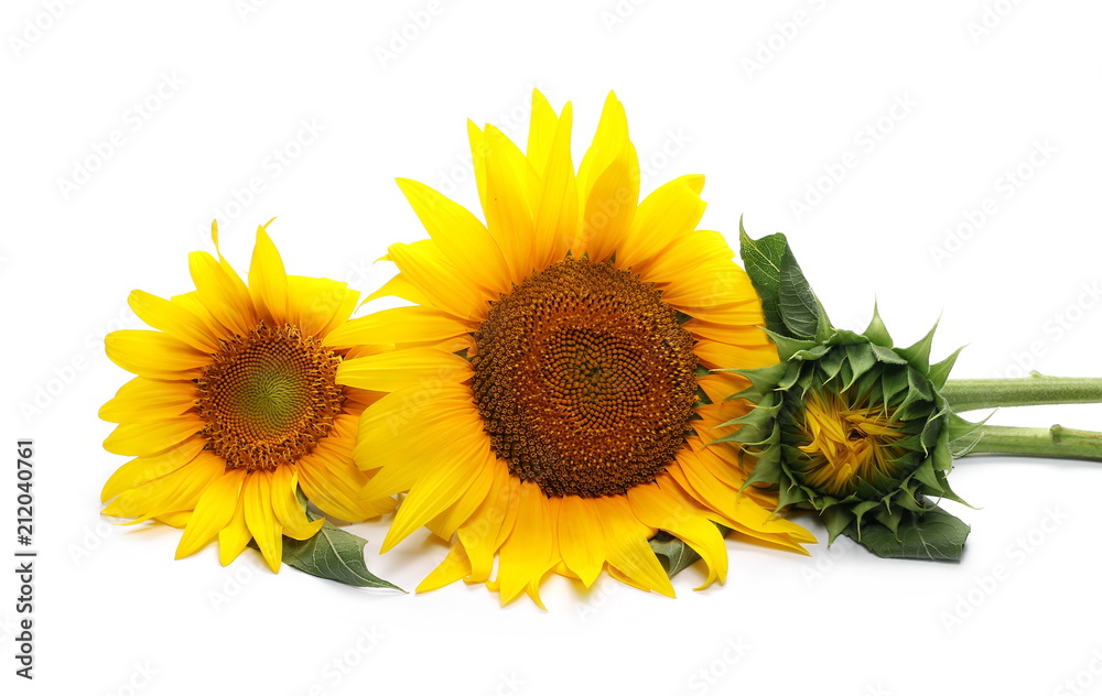 Obraz premium Sunflower isolated on white background