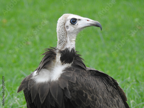 Vulture Profile
