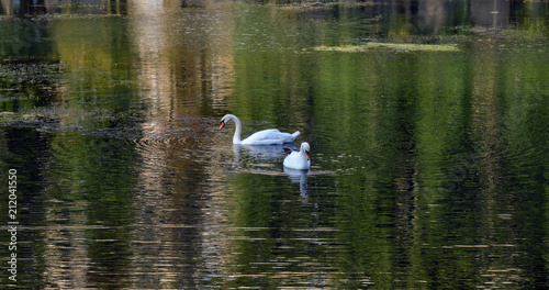Couple of white swans in summer pond