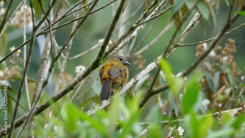 Passerini's tanager female bird in the rain forest.  Passerini's tanager, Ramphocelus passerinii, is a medium-sized passerine bird. This tanager is a resident breeder in the Caribbean lowlands. photo