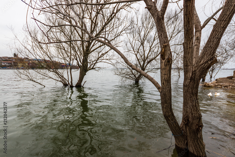 View of Trees on a Cloudy Day in Uluabat Lake, Golyazı, Bursa View of Trees on a Cloudy Day in Uluabat Lake, Golyazı, Bursa