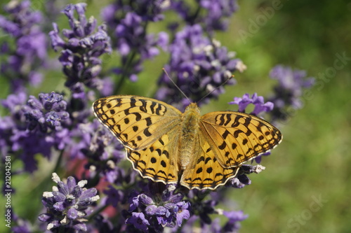 Summer. Butterfly on the flowers of lavender