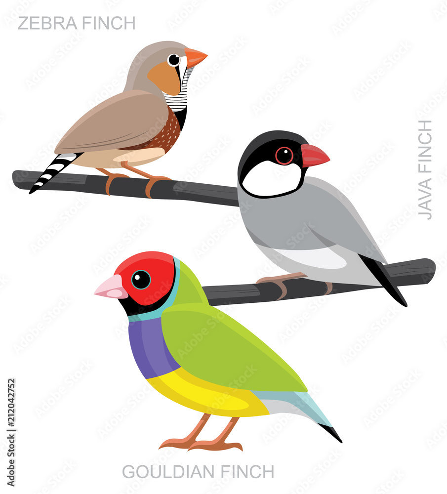 Bird Finch Set Cartoon Vector Illustration Stock Vector Adobe Stock