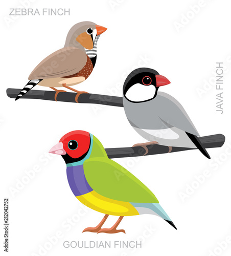 Bird Finch Set Cartoon Vector Illustration
