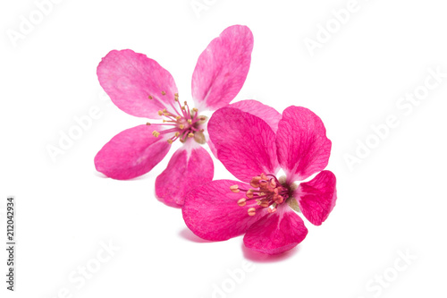Fototapeta Naklejka Na Ścianę i Meble -  pink flowers of apple-tree isolated
