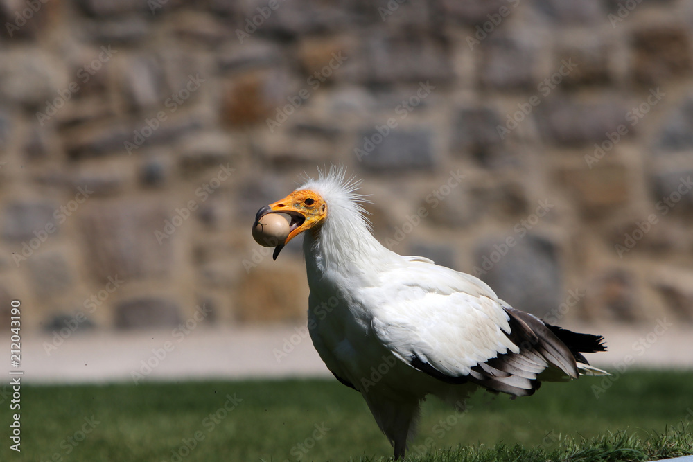 Obraz premium The Egyptian Vulture is a bird of prey from the hawk-like family 