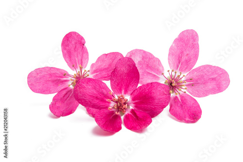 pink flowers of apple-tree isolated