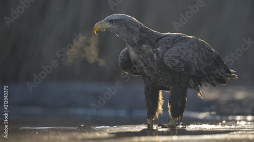 White-tailed eagle (Haliaeetus albicilla), adult standing in shallow water of pond, condensing breath, Kiskunsag National Park, Hungary, Europe photo