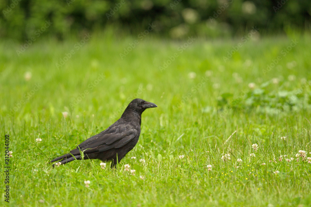 Aaskrähe (Corvus corone) sitzt auf einer Wiese in Frankfurt, Deutschland. Aaskrähe (Corvus corone) sitzt auf einer Wiese in Frankfurt, Deutschland.