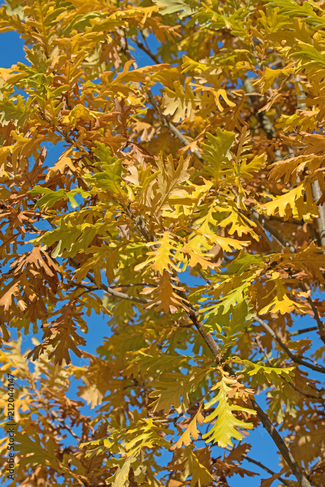 Stieleiche in Herbstfärbung