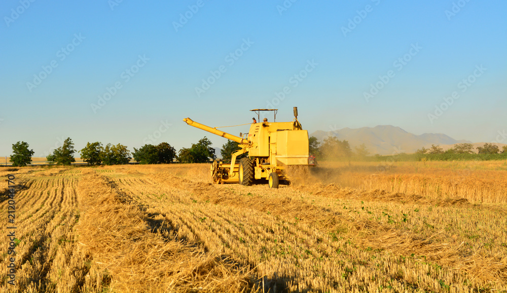 Obraz premium Hasat Zamanı