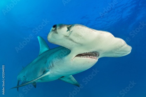 Great hammerhead (Sphyrna mokarran), Bimini, Bahamas, Central America