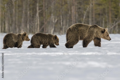 Brown Bear (Ursus arctos), female with two cubs walking in snow, Ruhtinansalmi region, Finland, Europe