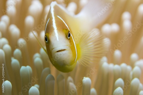 Orange skunk clownfish (Amphiprion sandaracinos), defending its coral, Great Barrier Reef, Queensland, Australia, Oceania photo