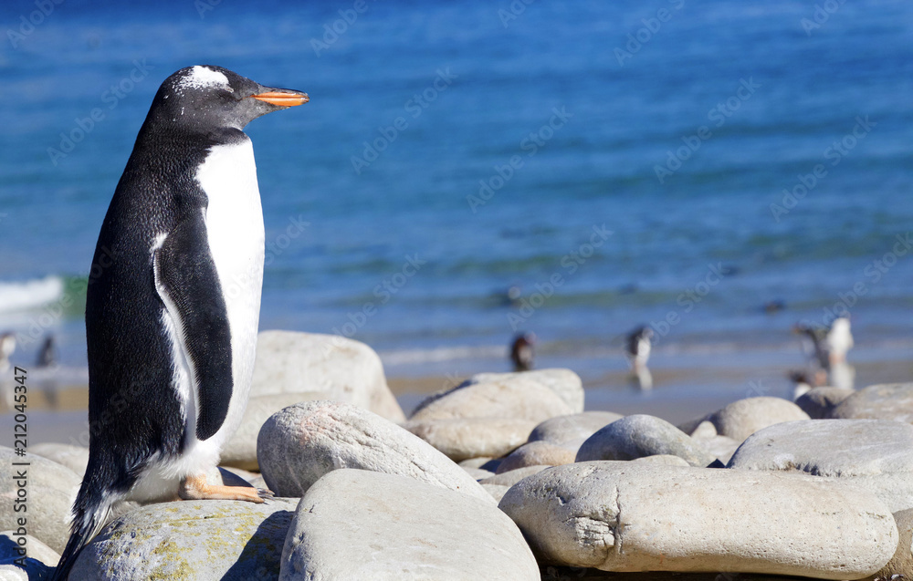 Naklejka premium A Gentoo Penguin (Pygoscelis) sleeping on rocks on a beach on New Island (Falkland Island).