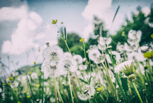 Dandelions in spring meadow, analog filter
