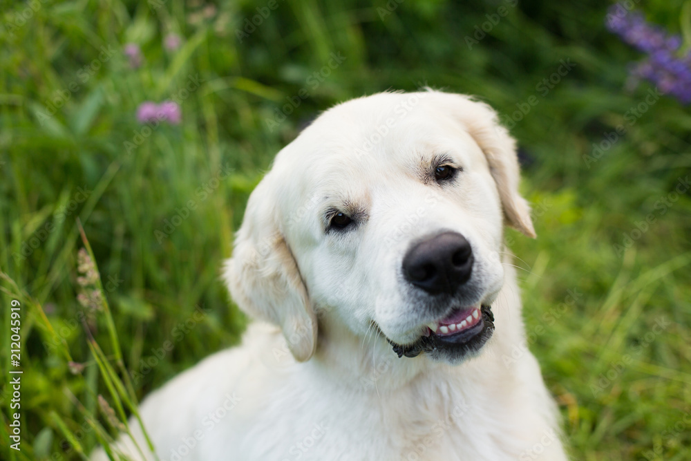 Close-up portrait of cute smiley golden retriever in the green grass and flowers background Close-up portrait of cute smiley golden retriever in the green grass and flowers background