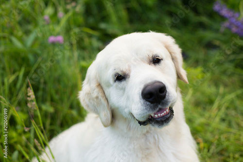 Close-up portrait of cute smiley golden retriever in the green grass and flowers background