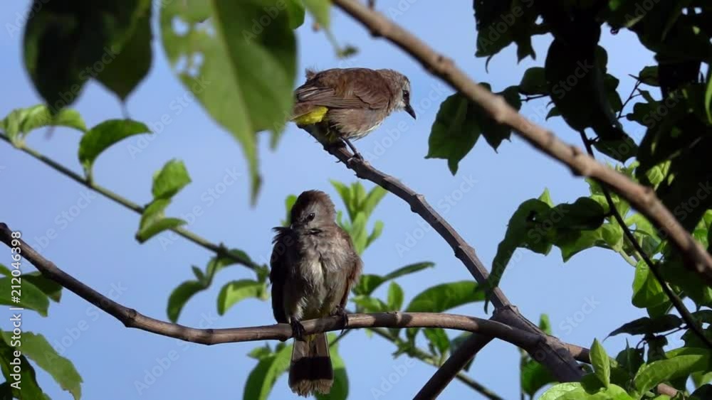 Yellow-Vented Bulbul Bird (Pycnonotus Goiavier) Grooming and Cleansing Feathers Yellow-Vented Bulbul Bird (Pycnonotus Goiavier) Grooming and Cleansing Feathers