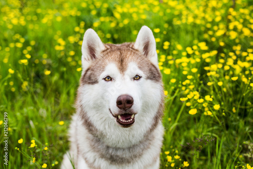 Portrait of cute beige and white dog breed siberian husky is in the buttercup field ion sunny summer day