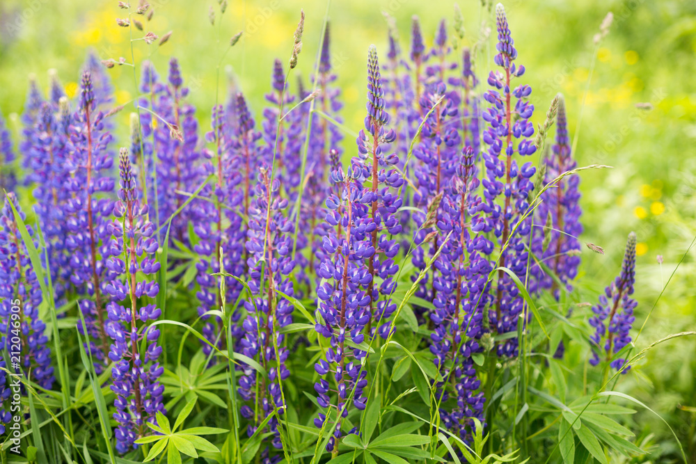 Violet Lupinus, commonly known as lupin or lupine is in the meadow. Flower field background Violet Lupinus, commonly known as lupin or lupine is in the meadow. Flower field background