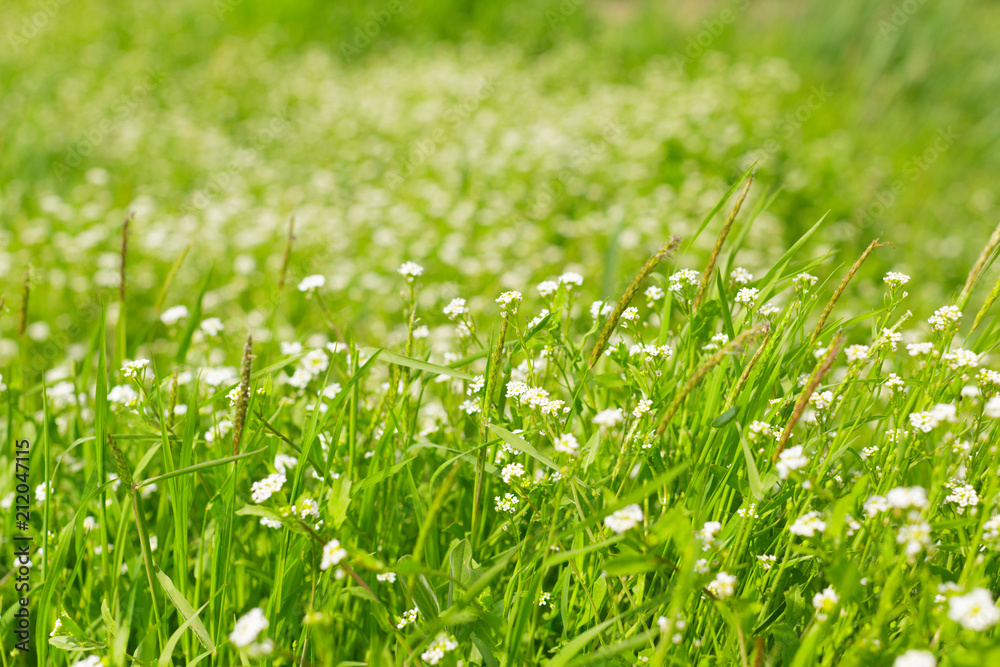 Fresh green spring grass in the morning background Fresh green spring grass in the morning background