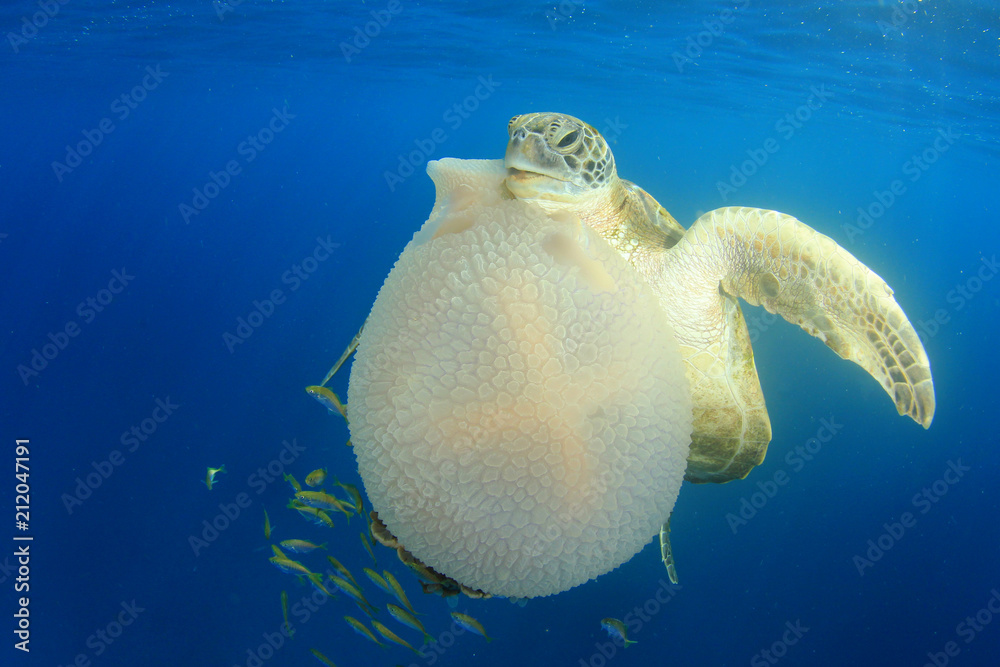 Fototapeta premium Green Sea Turtle eats giant Mosaic Jellyfish 