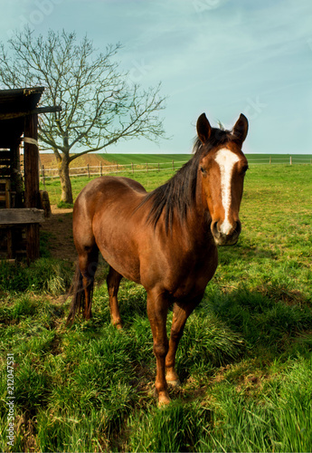 beautiful isolated horse in  the fields