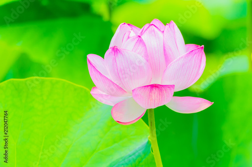 Lotus Flower. at Yokohama, Kanagawa Prefecture Japan